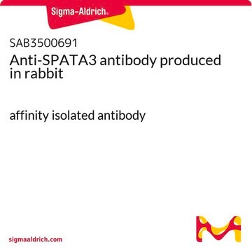 Anti-SPATA3 antibody produced in rabbit affinity isolated antibody