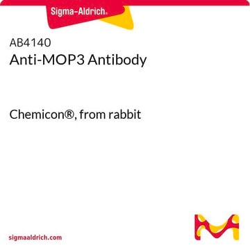 Anti-MOP3 Antibody Chemicon&#174;, from rabbit