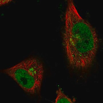 Anti-CWF19L1 antibody produced in rabbit Prestige Antibodies&#174; Powered by Atlas Antibodies, affinity isolated antibody, buffered aqueous glycerol solution