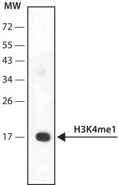 Imprint &#174; ChiP-Validated Anti-methyl-Histone H3 (Me-Lys4) (H3K4me1) antibody produced in rabbit affinity isolated antibody