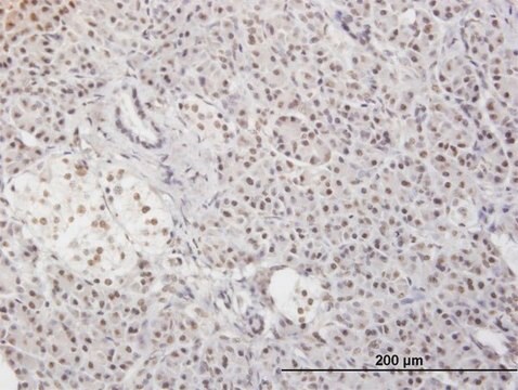 Monoclonal Anti-MLF2 antibody produced in mouse clone 2F6-1E3, purified immunoglobulin, buffered aqueous solution