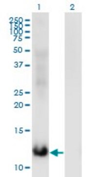 Monoclonal Anti-MSRB2 antibody produced in mouse clone 3F12, purified immunoglobulin, buffered aqueous solution