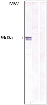 Monoclonal Anti-Nedd8 antibody produced in mouse clone ND23, purified immunoglobulin, buffered aqueous solution