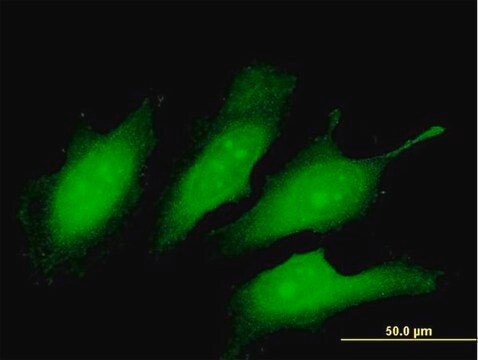 Anti-TEX13A antibody produced in mouse purified immunoglobulin, buffered aqueous solution