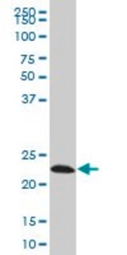 Monoclonal Anti-EFHD1 antibody produced in mouse clone 1F5, purified immunoglobulin, buffered aqueous solution