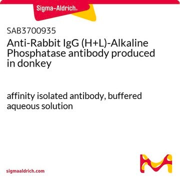 Anti-Rabbit IgG (H+L)-Alkaline Phosphatase antibody produced in donkey affinity isolated antibody, buffered aqueous solution