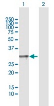 Anti-TNFSF4 antibody produced in mouse purified immunoglobulin, buffered aqueous solution