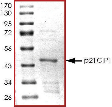 p21CIP1, GST tagged human recombinant, expressed in E. coli, &#8805;70% (SDS-PAGE), buffered aqueous glycerol solution