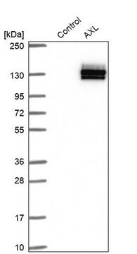 抗-AXL 兔抗 Prestige Antibodies&#174; Powered by Atlas Antibodies, affinity isolated antibody, buffered aqueous glycerol solution