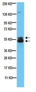 Anti-Microphthalmia (Mi) Antibody, clone C5 clone C5, from mouse