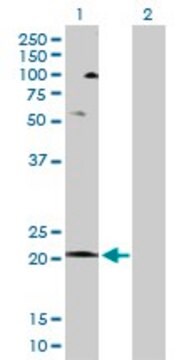 Anti-COX5A antibody produced in rabbit purified immunoglobulin, buffered aqueous solution