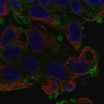 Anti-Aqp11 Antibody Produced In Rabbit Prestige Antibodies&#174; Powered by Atlas Antibodies, affinity isolated antibody, buffered aqueous glycerol solution