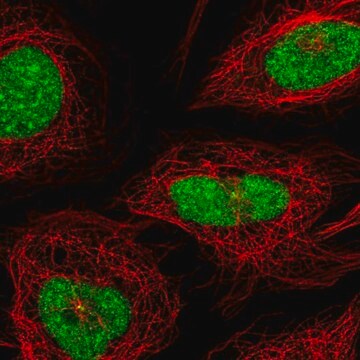 Anti-CXorf56 antibody produced in rabbit Prestige Antibodies&#174; Powered by Atlas Antibodies, affinity isolated antibody