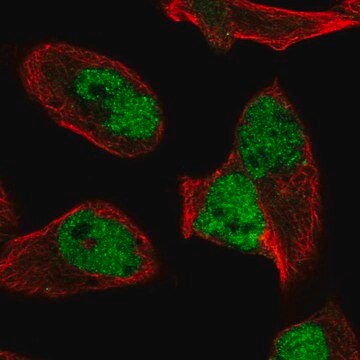 Anti-HNRNPUL2 antibody produced in rabbit Prestige Antibodies&#174; Powered by Atlas Antibodies, affinity isolated antibody