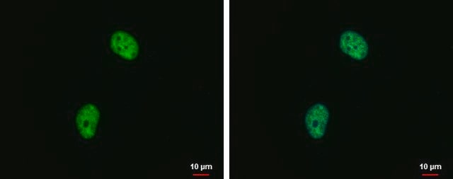 Monoclonal Anti-Histone H4K20me2 (dimethyl Lys20) antibody produced in mouse clone GT1851, affinity isolated antibody