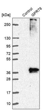 Anti-GPR78 antibody produced in rabbit Prestige Antibodies&#174; Powered by Atlas Antibodies, affinity isolated antibody, buffered aqueous glycerol solution