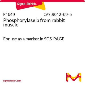 Phosphorylase&nbsp;b aus Kaninchenmuskel For use as a marker in SDS-PAGE