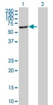 Anti-MGAT4B antibody produced in mouse purified immunoglobulin, buffered aqueous solution