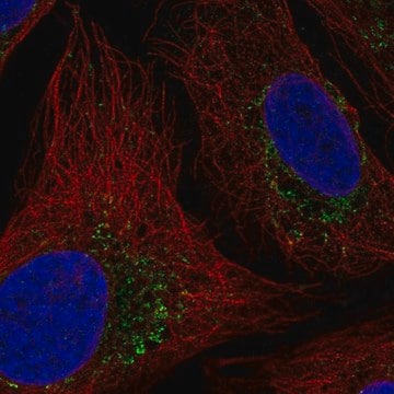 Anti-HTRA2 antibody produced in rabbit Prestige Antibodies&#174; Powered by Atlas Antibodies, affinity isolated antibody