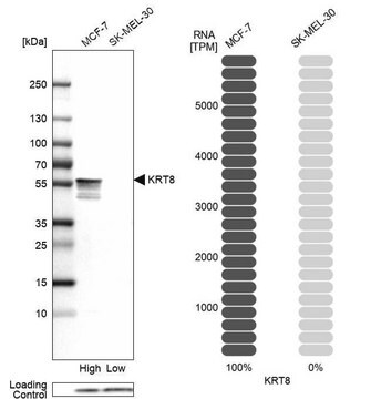 Anti-KRT8 antibody produced in rabbit Prestige Antibodies&#174; Powered by Atlas Antibodies, affinity isolated antibody, buffered aqueous glycerol solution