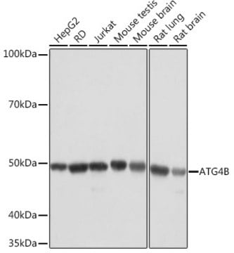 Anti-ATG4B Antibody, clone 9H6M6, Rabbit Monoclonal