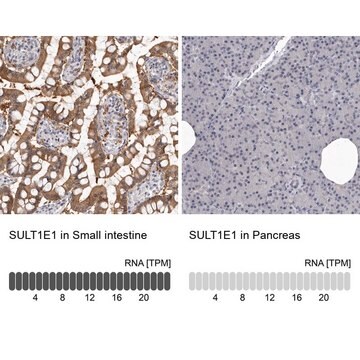 Anti-SULT1E1 antibody produced in rabbit affinity isolated antibody, buffered aqueous glycerol solution, ab2