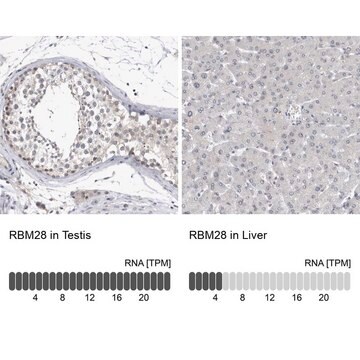 Anti-RBM28 antibody produced in rabbit Prestige Antibodies&#174; Powered by Atlas Antibodies, affinity isolated antibody, buffered aqueous glycerol solution, Ab2