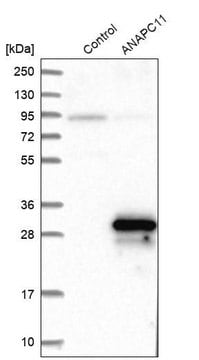 Anti-ANAPC11 antibody produced in rabbit Prestige Antibodies&#174; Powered by Atlas Antibodies, affinity isolated antibody, buffered aqueous glycerol solution