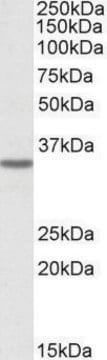 Anti-GHITM antibody produced in goat affinity isolated antibody, buffered aqueous solution