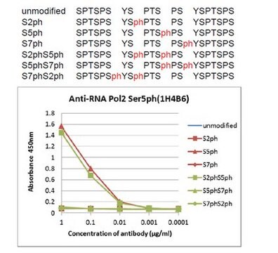 Anticorps anti-phospho&nbsp;ARN&nbsp;Pol&nbsp;II (Ser5), clone&nbsp;1H4B6 clone 1H4B6, from rat