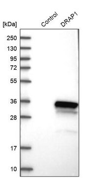 Anti-DRAP1 antibody produced in rabbit Prestige Antibodies&#174; Powered by Atlas Antibodies, affinity isolated antibody, buffered aqueous glycerol solution