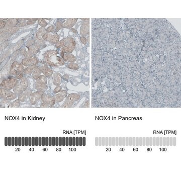 Anti-NOX4 antibody produced in rabbit Prestige Antibodies&#174; Powered by Atlas Antibodies, affinity isolated antibody, buffered aqueous glycerol solution