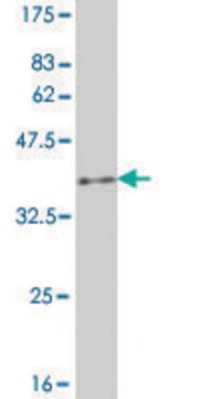 Monoclonal Anti-B3GNT1 antibody produced in mouse clone 1A8, purified immunoglobulin, buffered aqueous solution