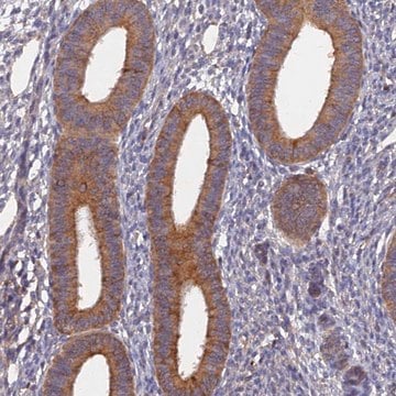 Anti-SLC38A11 antibody produced in rabbit Prestige Antibodies&#174; Powered by Atlas Antibodies, affinity isolated antibody, buffered aqueous glycerol solution