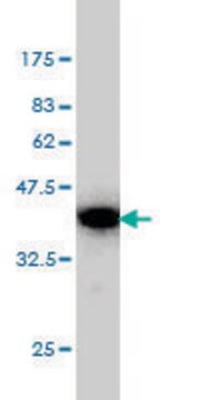 Monoclonal Anti-BAG2 antibody produced in mouse clone 6E12, purified immunoglobulin, buffered aqueous solution