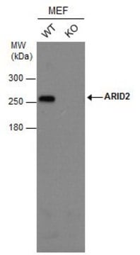 Monoclonal Anti-ARID2 antibody produced in mouse clone GT7311, affinity isolated antibody