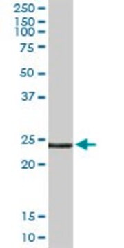 Anti-EDN3 antibody produced in rabbit purified immunoglobulin, buffered aqueous solution