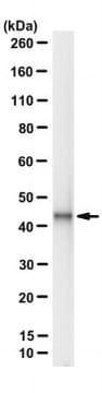 Anti-Islet-1/2 homeobox Antibody, clone 39.4D5