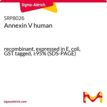 Annexin V human recombinant, expressed in E. coli, GST tagged, &#8805;95% (SDS-PAGE)