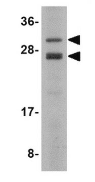 Anti-CSN8 Antibody from rabbit, purified by affinity chromatography