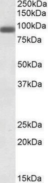 Anti-PRDM1 antibody produced in goat affinity isolated antibody, buffered aqueous solution