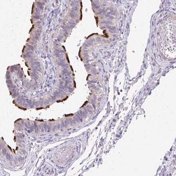 Anti-MROH8 antibody produced in rabbit Prestige Antibodies&#174; Powered by Atlas Antibodies, affinity isolated antibody, buffered aqueous glycerol solution