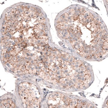 Anti-SERINC5 antibody produced in rabbit affinity isolated antibody, Prestige Antibodies&#174; Powered by Atlas Antibodies, buffered aqueous glycerol solution