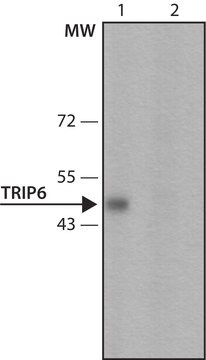 Anti-TRIP6 antibody, Mouse monoclonal clone TRP(C)-34, purified from hybridoma cell culture