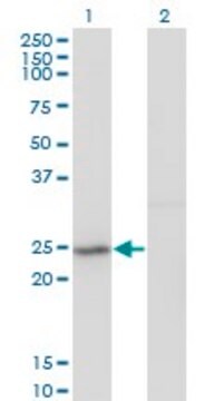 Monoclonal Anti-PFS2, (N-terminal) antibody produced in mouse clone 3H4, purified immunoglobulin, buffered aqueous solution