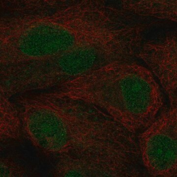 Anti-Tcf21 Antibody Produced In Rabbit Prestige Antibodies&#174; Powered by Atlas Antibodies, affinity isolated antibody, buffered aqueous glycerol solution