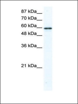 Anti-G3BP antibody produced in rabbit IgG fraction of antiserum