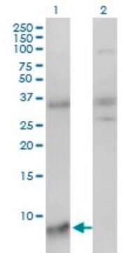 Monoclonal Anti-SNRPG antibody produced in mouse clone 2H8-1C12, purified immunoglobulin, buffered aqueous solution