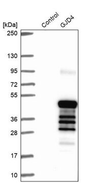 Anti-GJD4 antibody produced in rabbit Prestige Antibodies&#174; Powered by Atlas Antibodies, affinity isolated antibody, buffered aqueous glycerol solution