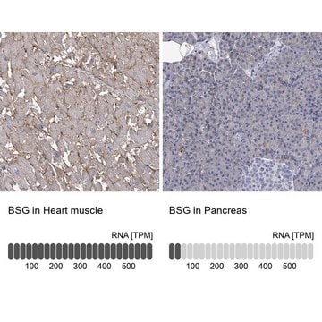 Anti-BSG antibody produced in rabbit Prestige Antibodies&#174; Powered by Atlas Antibodies, affinity isolated antibody, buffered aqueous glycerol solution